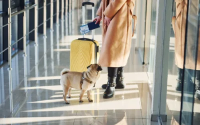 ¿Puedes viajar con tu perro en avión? Consejos