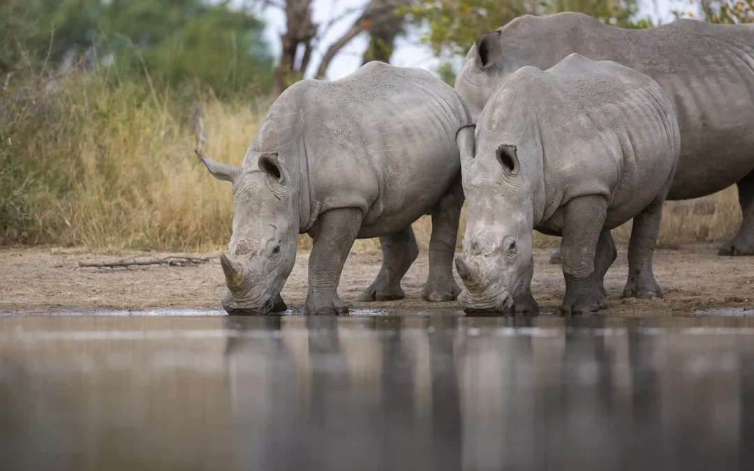 Qué llevar si vas de safari a Uganda: guía práctica antes de viajar