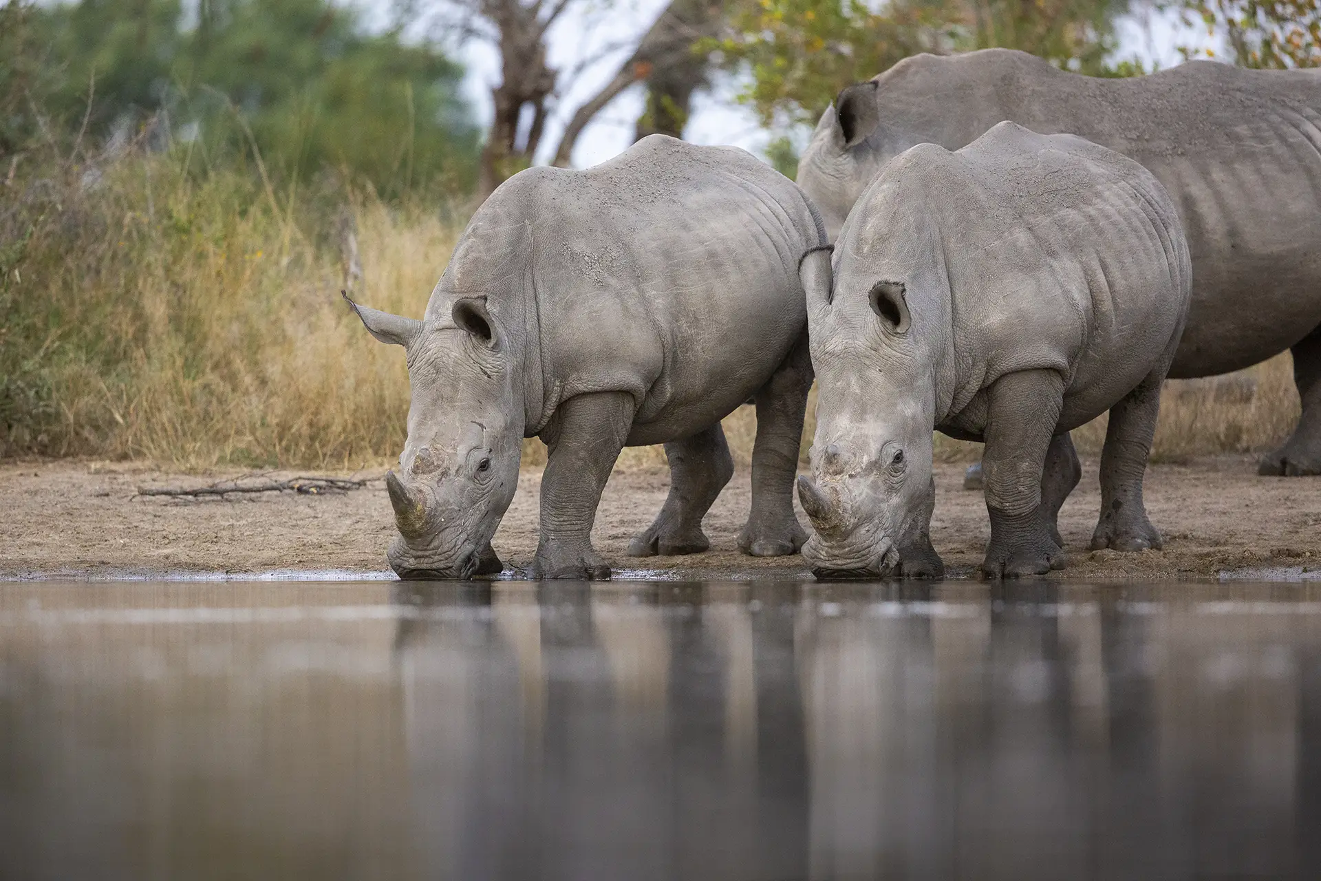 Qué llevar si vas de safari a Uganda: guía práctica antes de viajar